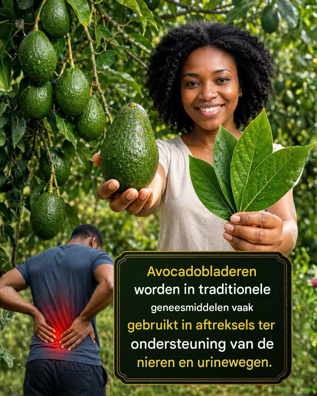 Avocadobladthee: de eenvoudige kruidendrank die veel mensen gebruiken voor de spijsvertering en tegen een opgeblazen gevoel.