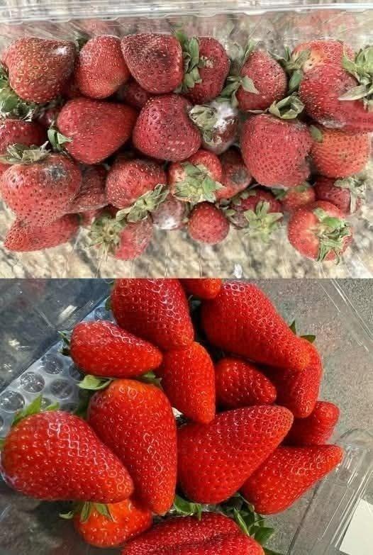 Hoe je aardbeien langer vers houdt: 7 bewezen tips om schimmel en bederf te voorkomen