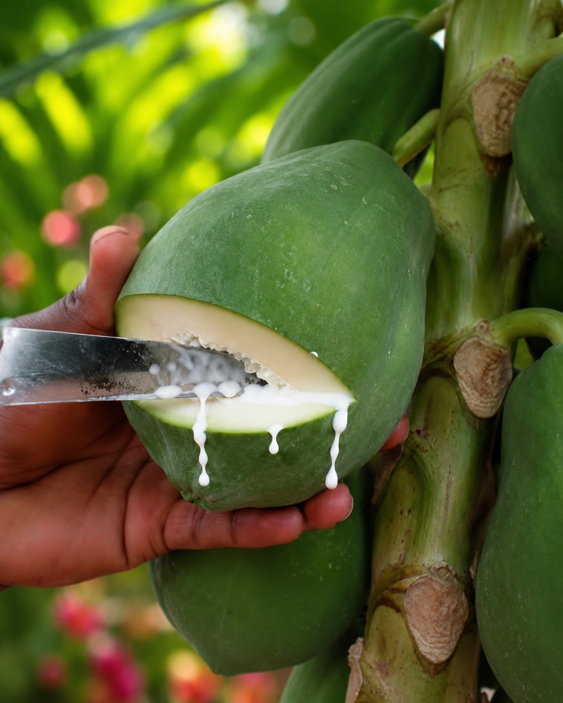 Vergeet je avondfruit — dit ene kleine druppeltje ondersteunt je spijsvertering op natuurlijke wijze.