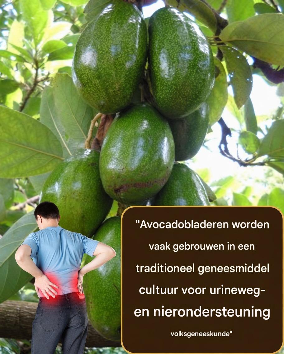 Avocadobladthee: de eenvoudige kruidendrank die veel mensen gebruiken voor de spijsvertering en verlichting van een opgeblazen gevoel.