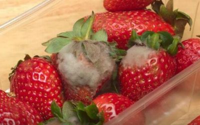Zo blijven aardbeien veel langer vers: deze tip wil je kennen!